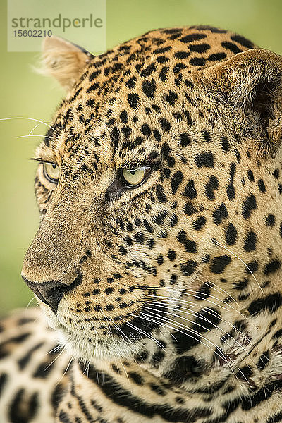 Nahaufnahme eines männlichen Leoparden (Panthera pardus)  Kopf nach links gedreht  Cottar's 1920s Safari Camp  Maasai Mara National Reserve; Kenia