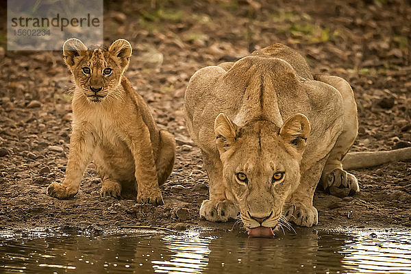 Löwin (Panthera leo) liegt trinkend am Pool bei ihrem Jungen  Grumeti Serengeti Tented Camp  Serengeti National Park; Tansania