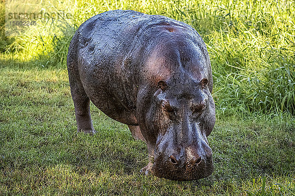 Flusspferd (Hippopotamus amphibius) steht auf einem grasbewachsenen Rasen und schaut in die Kamera  Grumeti Serengeti Tented Camp  Serengeti National Park; Tansania