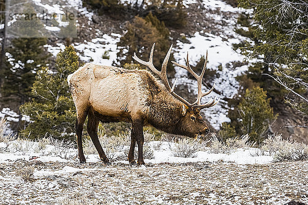 Elchbulle (Cervus canadensis) mit prächtigem Geweih und vorgestrecktem Hals im Yellowstone National Park; Wyoming  Vereinigte Staaten von Amerika