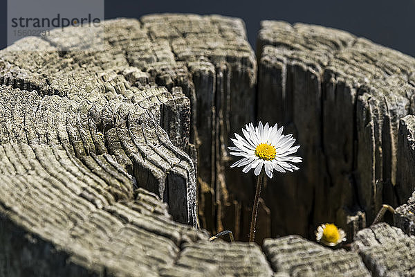 Ein Englisches Gänseblümchen (Bellis perennis) wächst in einem alten Zaunpfahl an der Küste von Oregon; Depot Bay  Oregon  Vereinigte Staaten von Amerika