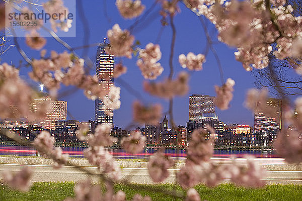 Blühender Kirschbaum mit John Hancock Tower im Hintergrund  Charles River  Boston  Suffolk County  Massachusetts  USA