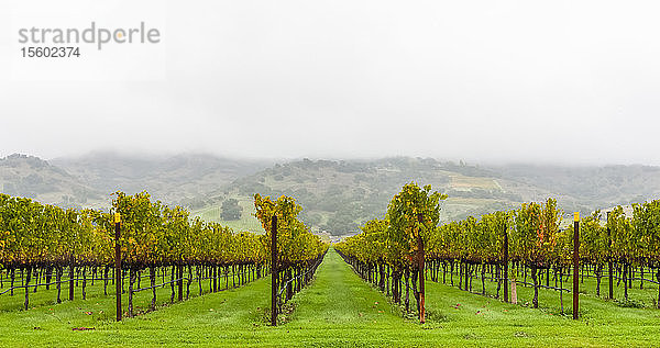 Nebel über einem Weinberg  Napa Valley; Kalifornien  Vereinigte Staaten von Amerika