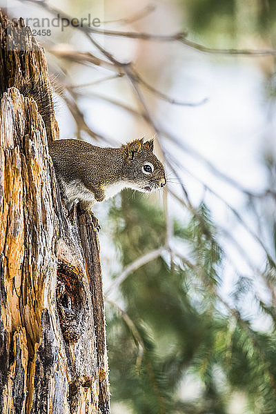 Amerikanisches Rotes Eichhörnchen (Tamiasciurus hudsonicus) späht von einem gezackten Baumstumpf; Silver Gate  Montana  Vereinigte Staaten von Amerika