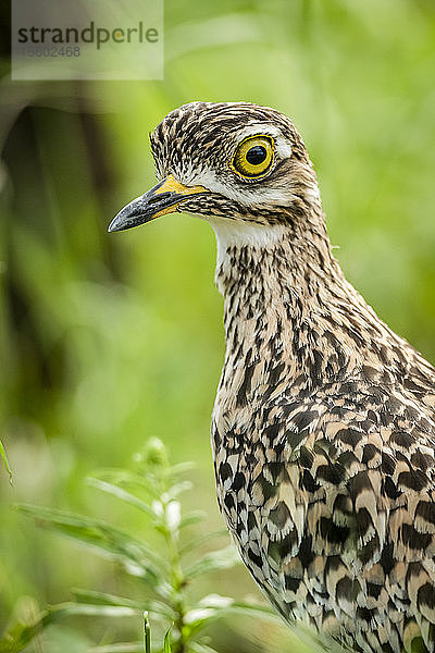 Nahaufnahme von Kopf und Brust des Gefleckten Dickschnabels (Burhinus capensis)  Klein's Camp  Serengeti National Park; Tansania