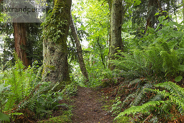 Farne und Bäume entlang des Dorothy Cleveland Trail am Possession Point; Whidbey Island  Washington  Vereinigte Staaten von Amerika