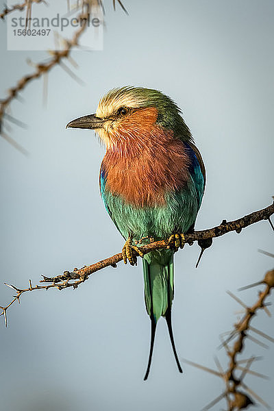 Lila Bruströtchen (Coracias caudatus Linnaeus) auf Pfeifdorn sieht links aus  Cottar's 1920s Safari Camp  Maasai Mara National Reserve; Kenia