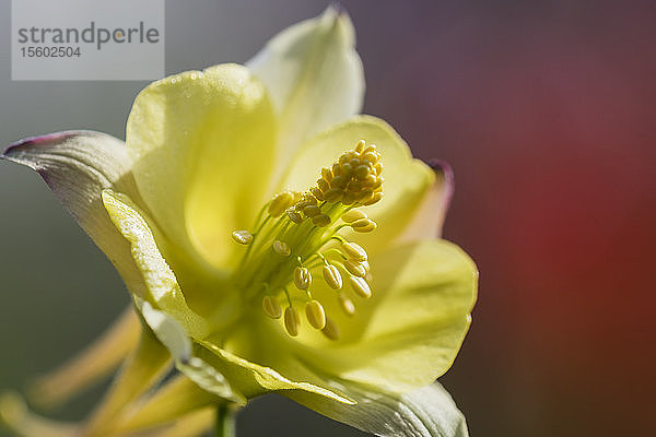 Eine Akelei (Aquilegia) breitet ihre Staubbeutel in einem Blumengarten in Oregon aus; Astoria  Oregon  Vereinigte Staaten von Amerika