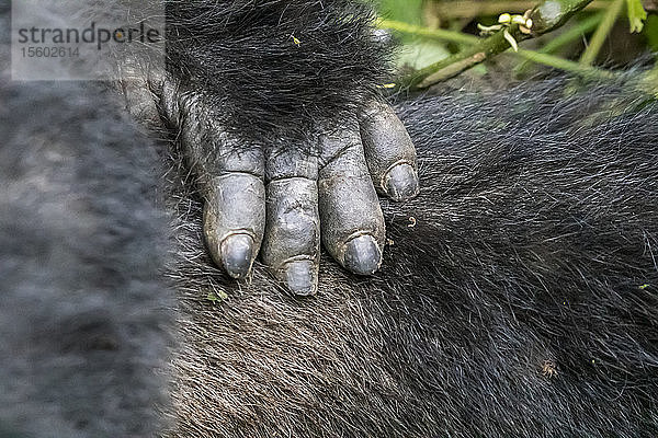 Nahaufnahme von Hand und Haar eines Berggorillas (Gorilla beringei beringei)  Bwindi Impenetrable National Park; Westliche Region  Uganda