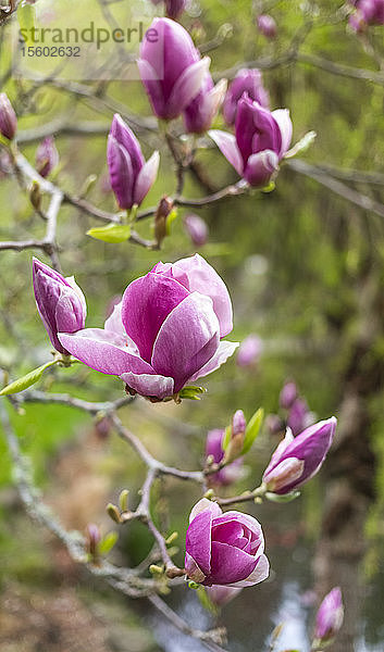 Rosa Knospen an einem Baum  Japanische Gärten; Mayne Island  British Columbia  Kanada