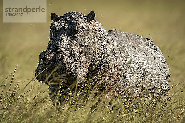 Flusspferd (Hippopotamus amphibius) steht im langen Gras und schaut in die Kamera  Grumeti Serengeti Tented Camp  Serengeti National Park; Tansania