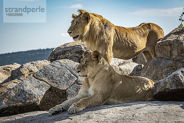 Männlicher Löwe (Panthera leo) steht hinter einer Löwin auf einem Felsen  Klein's Camp  Serengeti National Park; Tansania