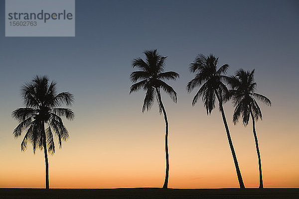 Silhouette von vier Palmen am Strand