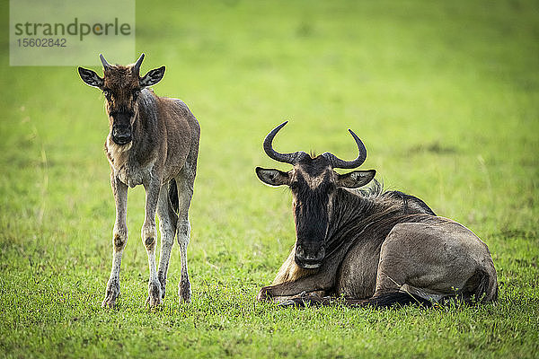 Streifengnu (Connochaetes taurinus)  Mutter und Kalb  Augenkamera  Klein's Camp  Serengeti-Nationalpark; Tansania