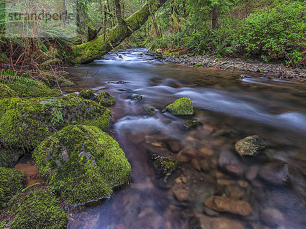 Bach  der irgendwo an der Küste von Oregon durch den Regenwald fließt; Oregon  Vereinigte Staaten von Amerika