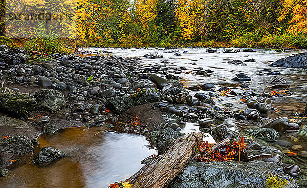 Regenwald und Fluss in Herbstfarben; Oregon  Vereinigte Staaten von Amerika