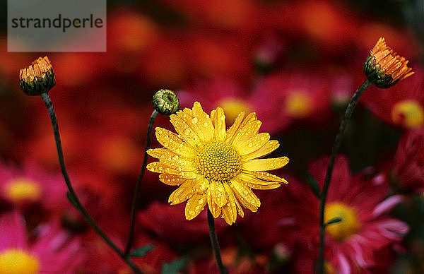 Koreanische Chrysanthemen (Asteraceae)  New York Botanical Garden; Bronx  New York  Vereinigte Staaten von Amerika