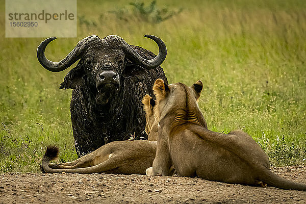 Zwei Löwinnen (Panthera leo) liegen auf der Fährte und beobachten Büffel (Syncerus caffer)  Grumeti Serengeti Tented Camp  Serengeti National Park; Tansania