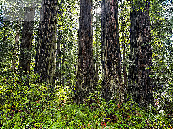 Wälder und Bäume des Redwood Forest in Nordkalifornien. Der lateinische Name ist Sequoioideae und sie gelten als die höchsten Bäume der Welt; Klamath  Kalifornien  Vereinigte Staaten von Amerika