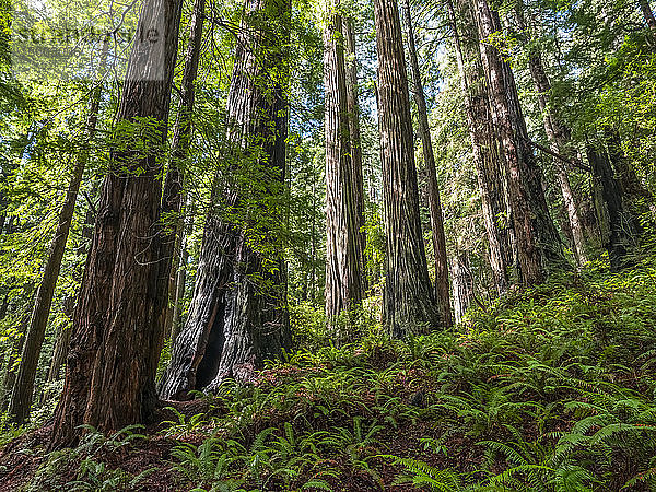 Ich stehe in den Redwood-Wäldern von Nordkalifornien. Die Bäume sind massiv und ragen in den Himmel; Kalifornien  Vereinigte Staaten von Amerika