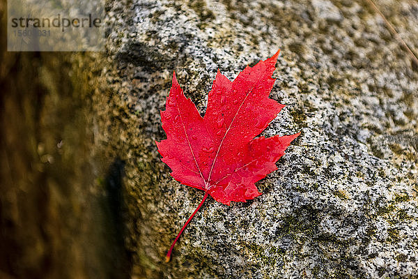 Leuchtend rotes Ahornblatt auf einem Felsen; Alberta  Kanada