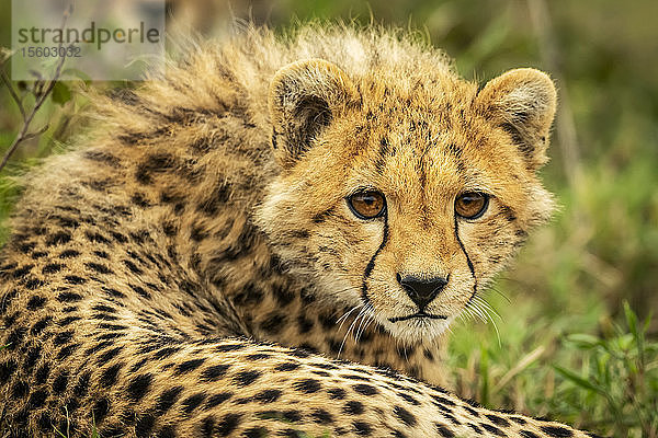 Nahaufnahme eines Gepardenjungen (Acinonyx jubatus)  der am Boden liegt und aufmerksam starrt  Cottar's 1920s Safari Camp  Maasai Mara National Reserve; Kenia