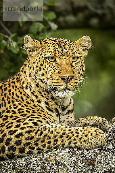 Nahaufnahme eines Leoparden (Panthera pardus) auf einem Ast nach rechts  Cottar's 1920s Safari Camp  Maasai Mara National Reserve; Kenia