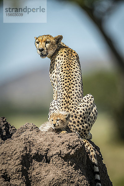 Weiblicher Gepard (Acinonyx jubatus) mit Jungtier auf einem Hügel  Grumeti Serengeti Tented Camp  Serengeti National Park; Tansania