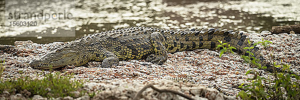 Nilkrokodil (Crocodylus niloticus) liegt auf einem Kieselstein neben dem Wasser  Grumeti Serengeti Tented Camp  Serengeti National Park; Tansania