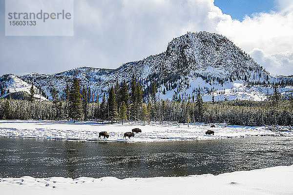 Winterlandschaft mit amerikanischen Bisons (Bison bison)  die am Ufer des Madison River im Yellowstone National Park grasen; Wyoming  Vereinigte Staaten von Amerika