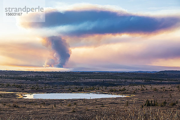Eine Rauchwolke des Oregon Lakes-Wildfeuers steigt 2019 in der Nähe von Delta Junction hoch in den Himmel; Alaska  Vereinigte Staaten von Amerika