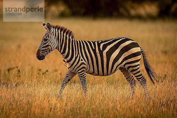 Steppenzebra (Equus burchellii) wandert im Sonnenuntergang über den Rand  Grumeti Serengeti Tented Camp  Serengeti National Park; Tansania