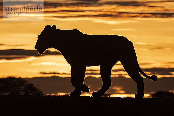 Silhouette einer Löwin (Panthera leo) bei Sonnenaufgang beim Überqueren eines Bergrückens  Grumeti Serengeti Tented Camp  Serengeti National Park; Tansania