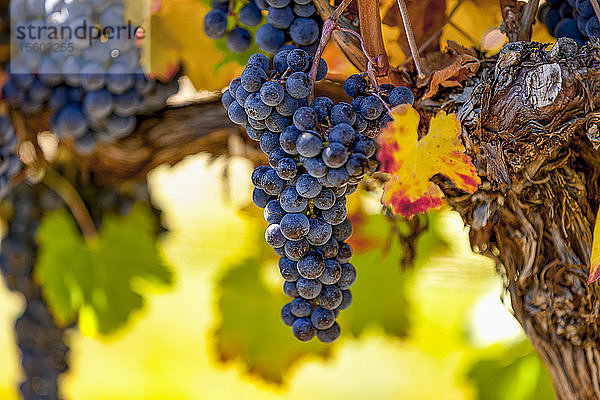 Weintrauben (vitis) an einer Rebe mit herbstlichem Laub  Weinberge im Okanagan Valley; British Columbia  Kanada