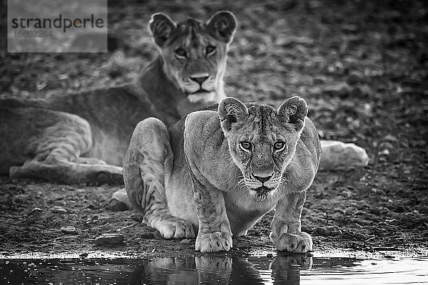 Einfarbige Löwin (Panthera leo) liegt und schaut vom Wasser auf  Grumeti Serengeti Tented Camp  Serengeti National Park; Tansania