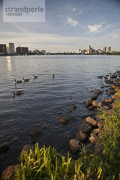 Gänse auf dem Fluss  Charles River  Boston  Massachusetts  USA
