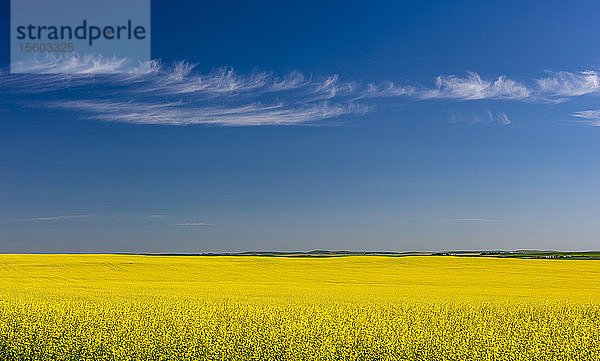 Blühendes Rapsfeld; Saskatchewan  Kanada