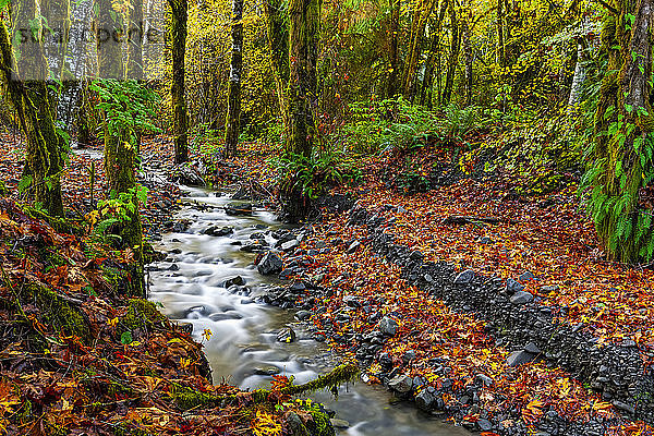 Bach  der im Herbst durch einen Regenwald fließt; Oregon  Vereinigte Staaten von Amerika