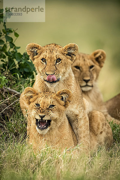 Drei Löwenjunge (Panthera leo) liegen zusammen im Busch  Cottar's 1920s Safari Camp  Maasai Mara National Park; Kenia