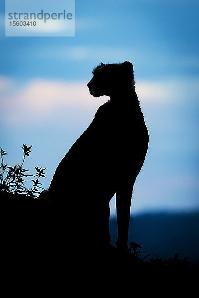 Silhouette eines weiblichen Geparden (Acinonyx jubatus)  der über die Hügel schaut  Cottar's 1920s Safari Camp  Maasai Mara National Reserve; Kenia