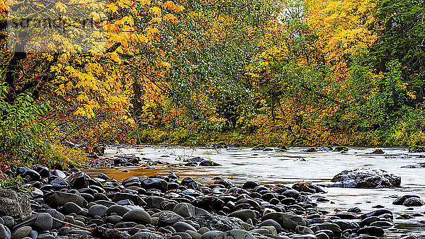 Herbstfarben entlang eines ruhigen Baches; Oregon  Vereinigte Staaten von Amerika