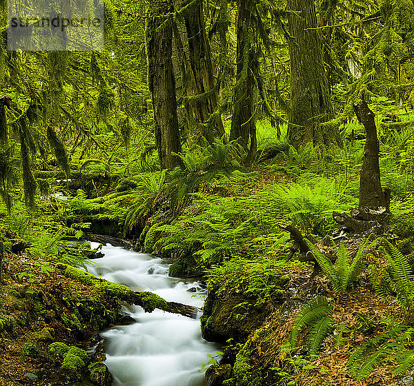 Fließender Bach durch einen üppigen Wald mit Farnen und Moos  Bridal Veil Falls; British Columbia  Kanada