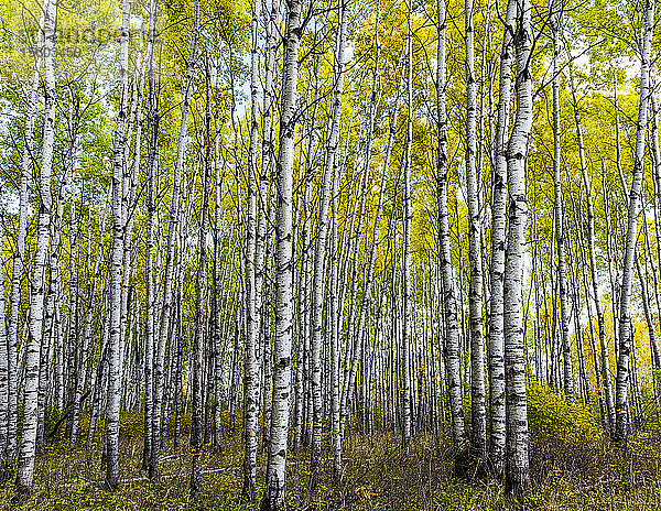Espenwald im Herbst; Saskatchewan  Kanada