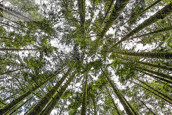 Baumkronen in einem Regenwald  von unten gesehen  mit Blick in den Himmel; British Columbia  Kanada