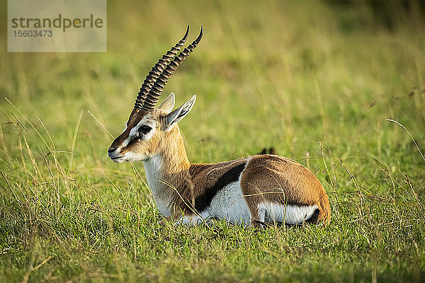 Thomson-Gazelle (Eudorcas thomsonii) liegt im Gras nach links  Klein's Camp  Serengeti-Nationalpark; Tansania