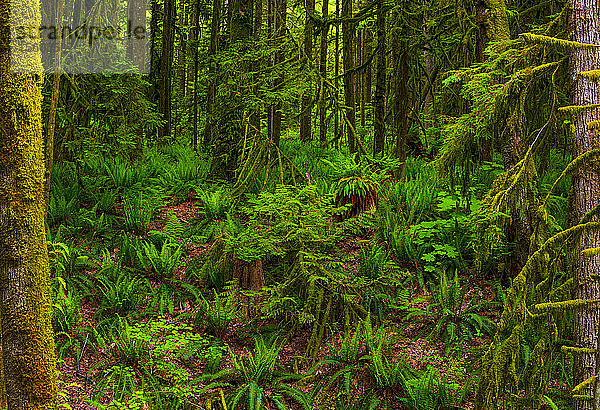 Auf dem Waldboden eines Regenwaldes wachsende Farne; British Columbia  Kanada