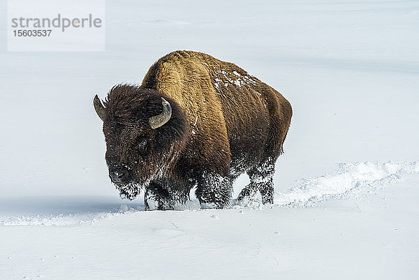 Amerikanischer Bisonbulle (Bison bison) pflügt durch tiefen Schnee im Firehole River Valley  Yellowstone National Park; Wyoming  Vereinigte Staaten von Amerika