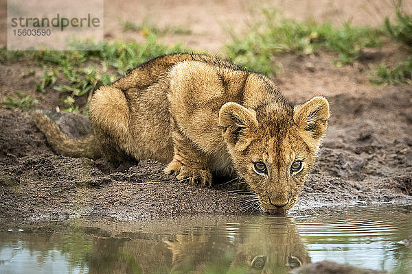 Löwenjunges (Panthera leo) liegt und trinkt aus einem Schlammloch  Grumeti Serengeti Tented Camp  Serengeti National Park; Tansania