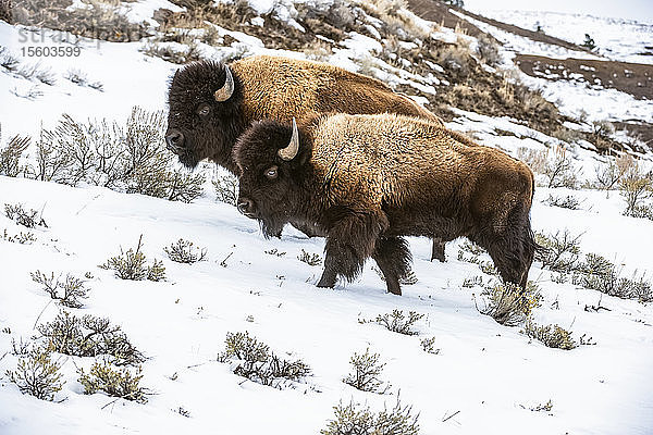 Ein Paar amerikanischer Bison-Bullen (Bison bison) auf einem verschneiten Berghang im Lamar Valley  Yellowstone National Park; Wyoming  Vereinigte Staaten von Amerika