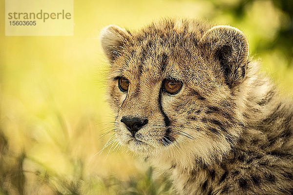 Nahaufnahme eines Gepardenjungen (Acinonyx jubatus)  sitzend und nach links starrend  Cottar's 1920s Safari Camp  Maasai Mara National Reserve; Kenia